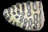 Partial Southern Mammoth Molar - Hungary #149861-1